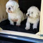 Business 2 image AEROPETS NZ Pet Transport in Auckland City AUK