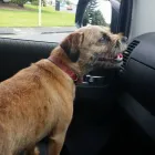 Business 3 image AEROPETS NZ Pet Transport in Auckland City AUK