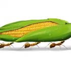 Business 6 image ALBERT MAIER ILLUSTRATOR Visualisation in Whangaparaoa AUK