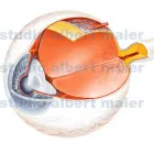 Business 8 image ALBERT MAIER ILLUSTRATOR Visualisation in Whangaparaoa AUK