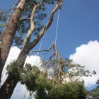 Business 1 image ARBORTECHNIX Winch Extraction in Auckland City AUK