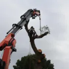 Business 2 image ARBORTECHNIX Winch Extraction in Auckland City AUK