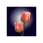 Business 2 image AUCKLAND FLOWER WHOLESALERS LIMITED Online Flower Shop in Auckland NTL