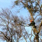 Business 3 image AUCKLAND TREE SERVICES Tree Trimming in Auckland NTL