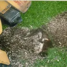 Business 1 image AUCKLAND TREE STUMP GRINDERS Tree Stumps in Auckland NTL
