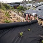 Business 2 image BACKYARD PROJECTS LTD Lawn & Turf in Christchurch CAN