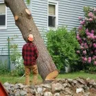 Business 1 image BEAVER TREE SERVICES WELLINGTON Tree Surgeons in Lower Hutt WGN