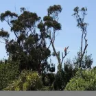 Business 2 image BEAVER TREE SERVICES WELLINGTON Tree Surgeons in Lower Hutt WGN