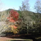 Business 3 image EASTWOODHILL ARBORETUM Tours & Sightseeing in Gisborne GIS