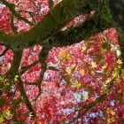 Business 4 image EASTWOODHILL ARBORETUM Tours & Sightseeing in Gisborne GIS