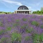 Business 1 image LAVENDER HILL Self Contained Accommodation in Auckland NTL