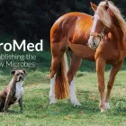 Business 1 image MICROMED Pet Services in Hibiscus Coast AUK