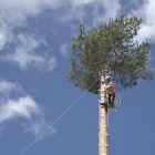Business 1 image NORTH SHORE ARBORISTS Tree Services in Auckland City AUK