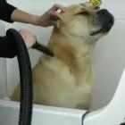 Business 6 image ONEHUNGA VET - PET SUPPLIES & CATTERY Veterinarians in Auckland City AUK