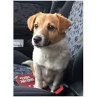 Business 8 image ONEHUNGA VET - PET SUPPLIES & CATTERY Veterinarians in Auckland City AUK