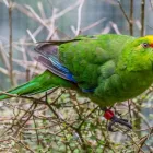 Business 4 image OTOROHANGA KIWI HOUSE General Business in Otorohanga WKO