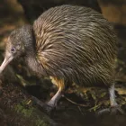 Business 6 image OTOROHANGA KIWI HOUSE General Business in Otorohanga WKO