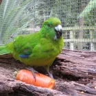 Business 8 image OTOROHANGA KIWI HOUSE General Business in Otorohanga WKO