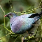 Business 9 image OTOROHANGA KIWI HOUSE General Business in Otorohanga WKO