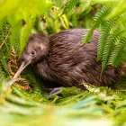 Business 17 image OTOROHANGA KIWI HOUSE General Business in Otorohanga WKO