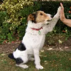 Business 4 image PET DOG SCHOOL LTD Pet Grooming in Whanganui MWT