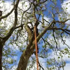 Business 2 image PRO CLIMB TREE CARE Tree Services in Auckand AUK