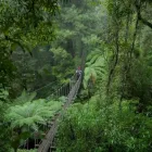 Business 3 image ROTORUA CANOPY TOURS Travel in Rotorua BOP