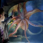 Business 5 image SEA LIFE KELLY TARLTON'S AQUARIUM what's on Auckland in Auckland NTL