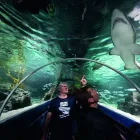 Business 6 image SEA LIFE KELLY TARLTON'S AQUARIUM what's on Auckland in Auckland NTL