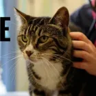 Business 1 image TASMAN STREET VETERINARY CENTRE Veterinarians in Wellington City WGN