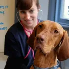 Business 2 image TASMAN STREET VETERINARY CENTRE Veterinarians in Wellington City WGN