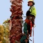 Business 4 image TAURANGA TREE SERVICES LTD Tree Services in Tauranga BOP