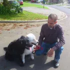 Business 1 image THEK9WAY Dog Walker in West Auckland AUK