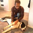 Business 2 image THEK9WAY Dog Walker in West Auckland AUK