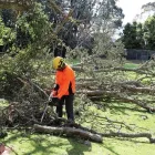 Business 8 image TREE FACTOR LTD Tree Services in Auckland City AUK