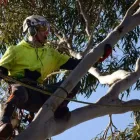 Business 1 image TREE SERVICES NAPIER Tree Removal in Napier HKB
