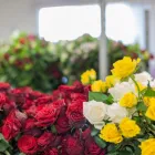 Business 1 image VAN LIER NURSERIES Flower Wholesalers in Riverhead AUK