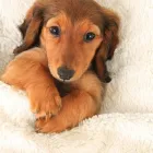 Business 2 image VIPETS DOG WALKING ADVENTURES Dog Walking in Christchurch CAN