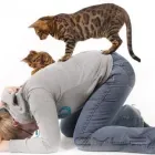 Business 3 image VIPETS DOG WALKING ADVENTURES Dog Walking in Christchurch CAN