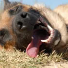 Business 4 image VIPETS DOG WALKING ADVENTURES Dog Walking in Christchurch CAN