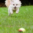 Business 5 image VIPETS DOG WALKING ADVENTURES Dog Walking in Christchurch CAN