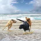 Business 6 image VIPETS DOG WALKING ADVENTURES Dog Walking in Christchurch CAN