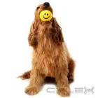 Business 8 image VIPETS DOG WALKING ADVENTURES Dog Walking in Christchurch CAN