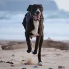 Business 9 image VIPETS DOG WALKING ADVENTURES Dog Walking in Christchurch CAN