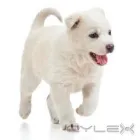 Business 10 image VIPETS DOG WALKING ADVENTURES Dog Walking in Christchurch CAN