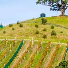 Business 2 image WAIHEKE CUSTOM WINE TOURS Wineries & Vineyards in Auckland City AUK
