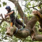Business 2 image WELLINGTON TREE REMOVAL Tree Services in Wellignton WGN