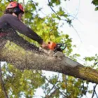 Business 3 image WELLINGTON TREE REMOVAL Tree Services in Wellignton WGN