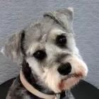 Business 1 image WICKFIELD FARM DOG GROOMING Veterinarians in Ohaupo WKO