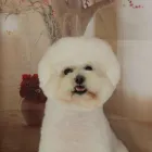 Business 2 image WICKFIELD FARM DOG GROOMING Veterinarians in Ohaupo WKO